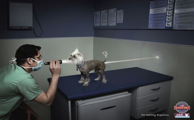 6020710-R3L8T8D-650-funny-ads-with-animals-2-1