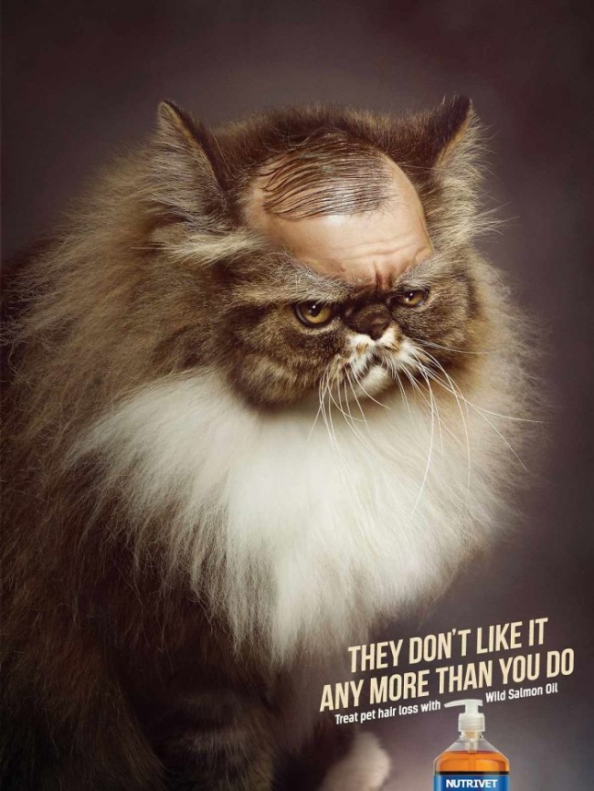 funny-ads-with-animals-36
