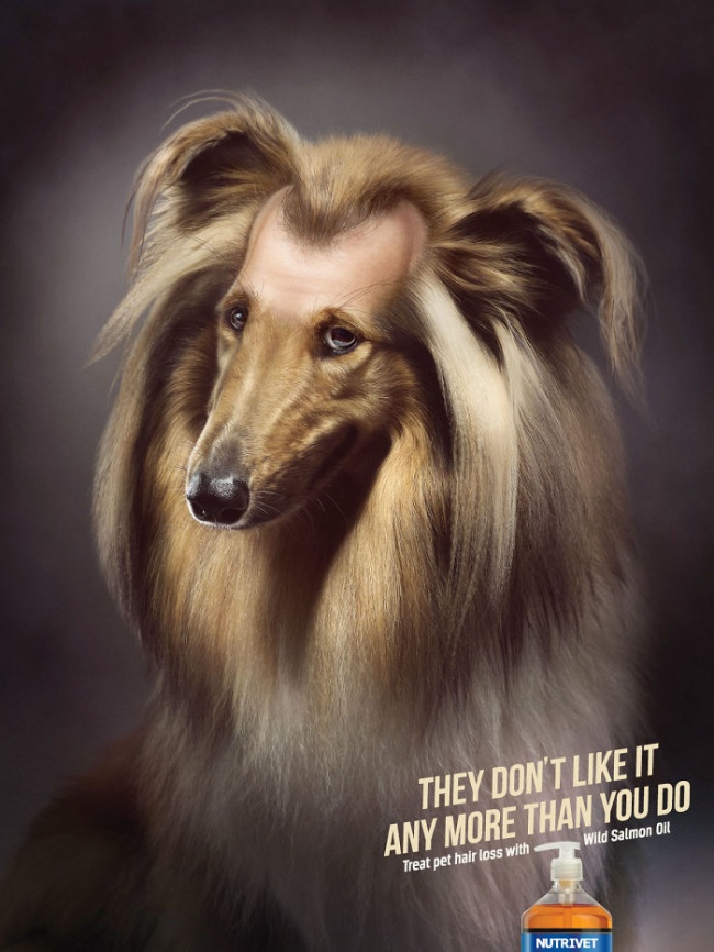 funny-ads-with-animals-37