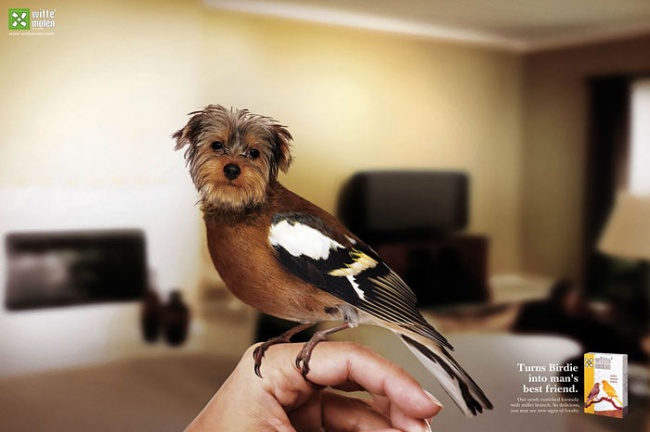 funny-ads-with-animals-76